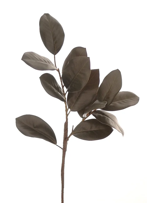 12/240-71cm Βλαστός με καφέ φύλλα μανόλιας
